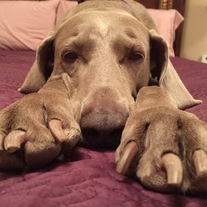 Meet your Posher, Joceline